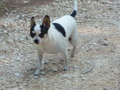 Cachou (Chihuahua)