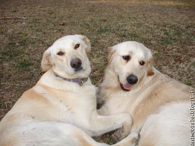 Asia (18 mois) Croisée Labrador et Baya (11 mois) Golden Retriever