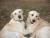 Asia (18 mois) Croisée Labrador et Baya (11 mois) Golden Retriever
