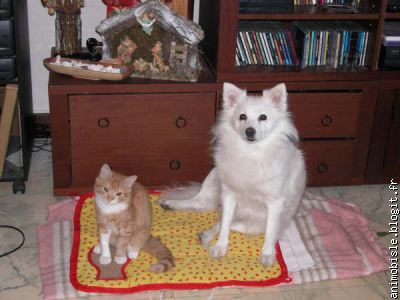 Neige et Lulu, petit chat qu'elle a allaité (envoyée par sa maitresse)